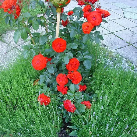 Guest house Haus Fernblick